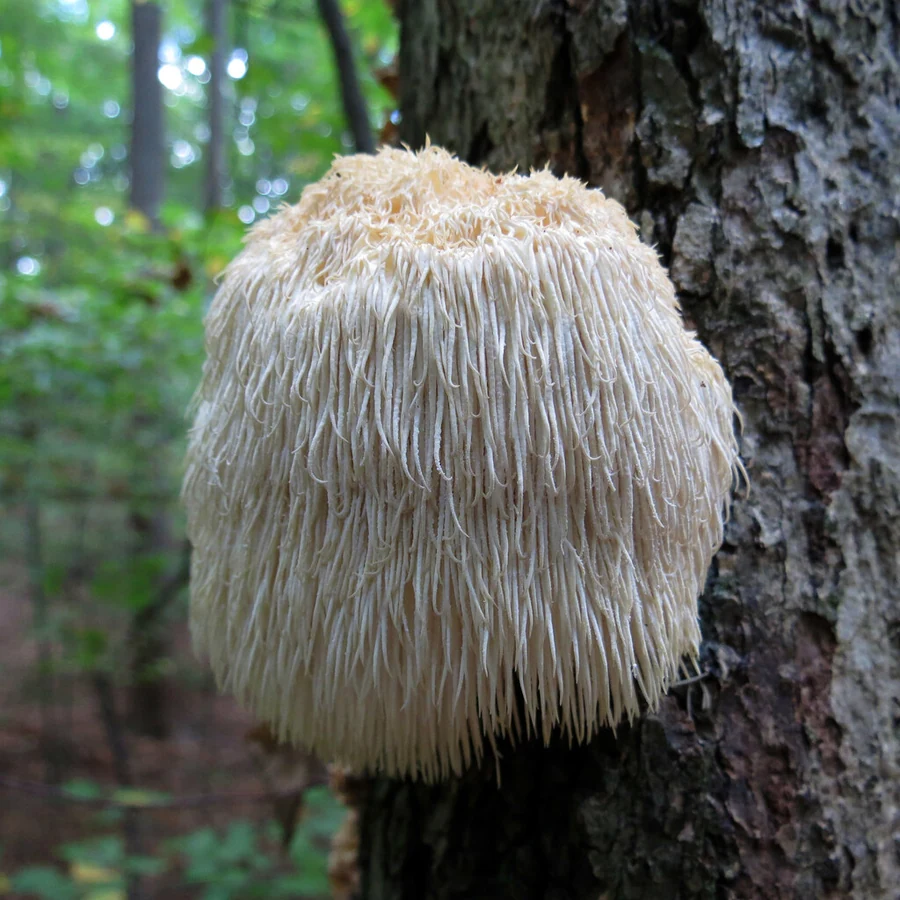 Lion's mane mushroom growing on a tree