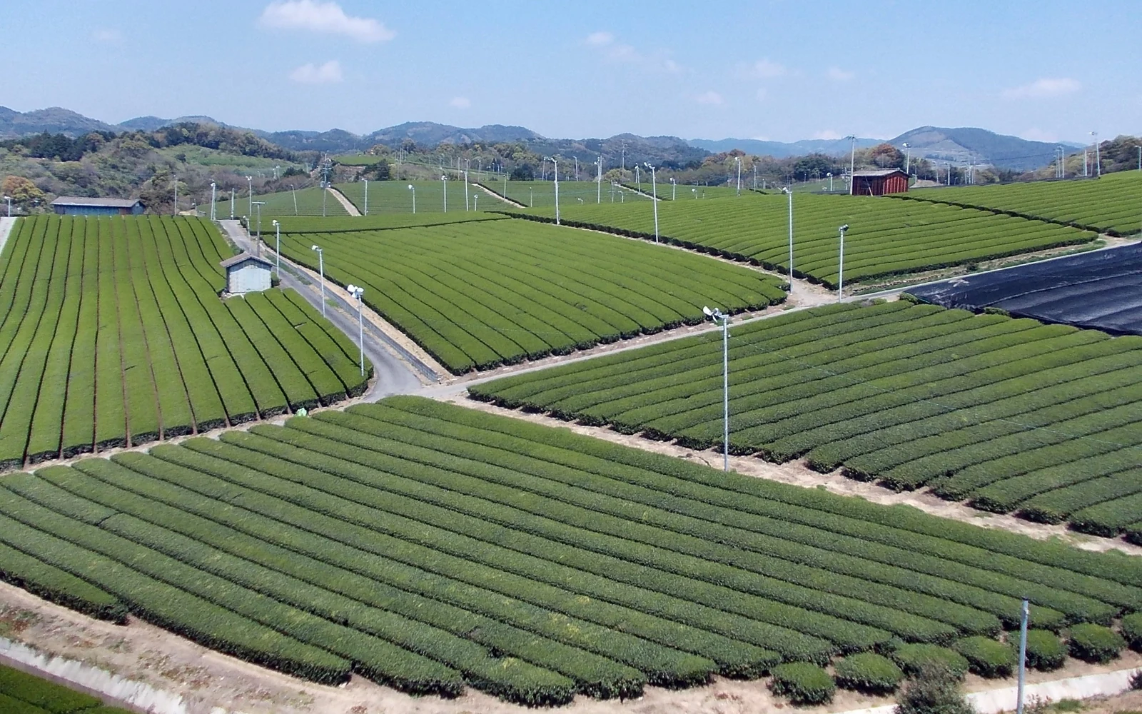 Rows of tea plants across a Japanese hillside