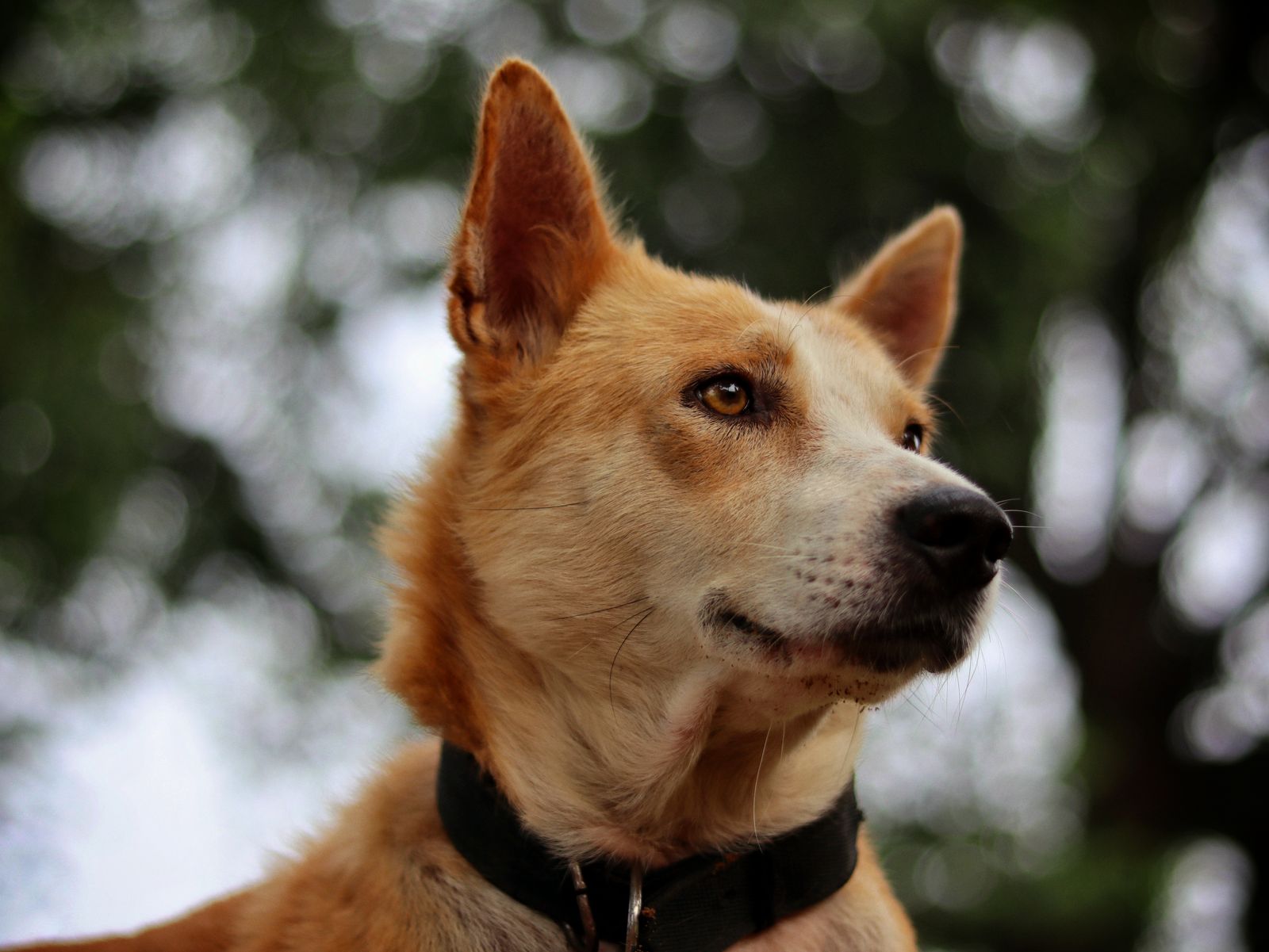 A tan dog looking to the right outdoors