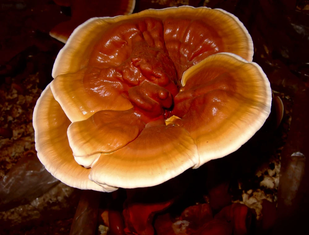 Glossy red reishi mushroom growing in a forest