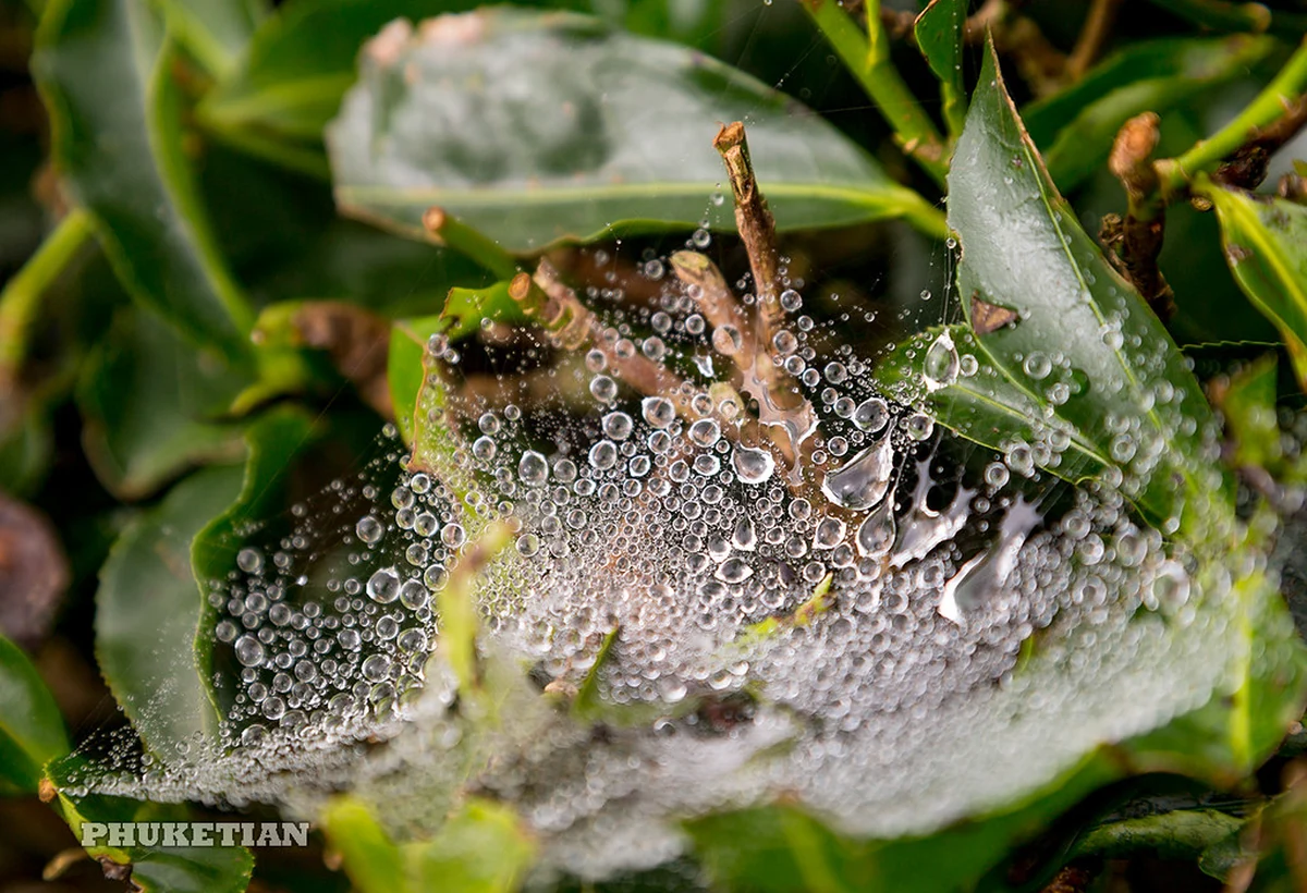Dew beading over fresh tea leaves in the early morning